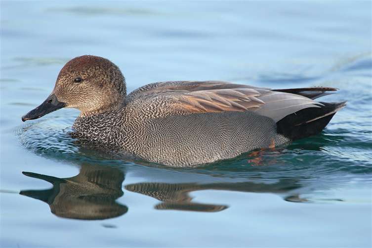Click to go back