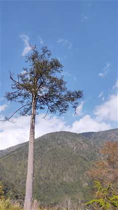 Click for large image