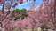 S__5226506.jpg