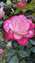 IMG_20220425_164504930.jpg