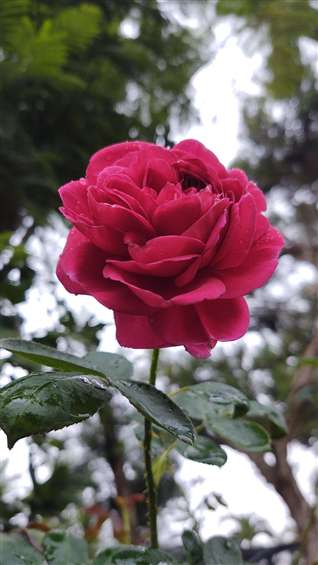 Click to go back
