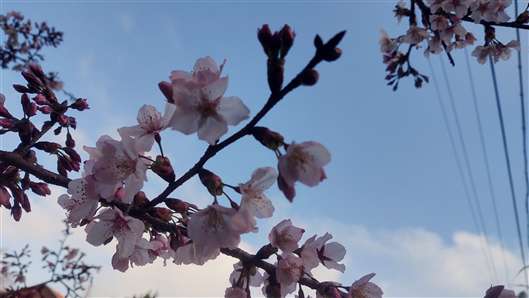 Click for large image