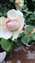 IMG_20230527_111254449.jpg