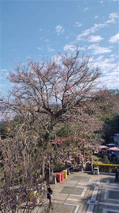 Click for large image