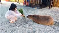 Click for large image