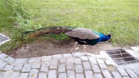 Click for large image