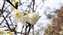 IMG_20250214_143607583綠萼櫻.jpg