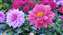 IMG_20250218_144221766.jpg