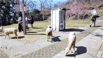 Click for large image