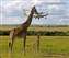 Baby Giraffe Mom, is there grass on that bird.jpg