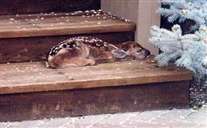 Click for large image
